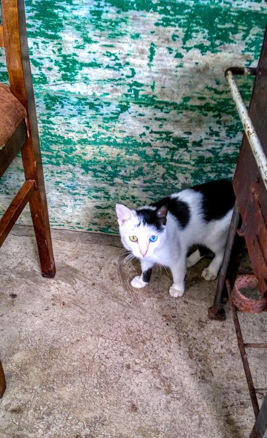 Discover Kinchkha Satsiskvilo Luaran gambar